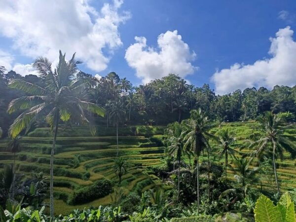 Bali : Rafting + Rice Terrace + 1,5Hrs Massage + Lunch - Rafting Adventure Details
