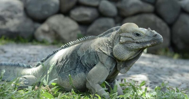 Bali Reptile Park 1-Day Admission Ticket - Who Will Love This Experience?