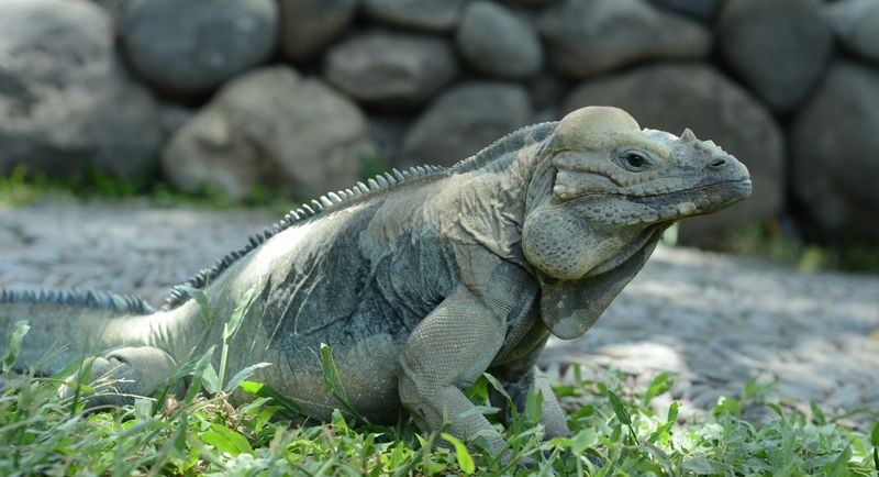 Bali Reptile Park Ticket - Meeting snakes and dragons up close
