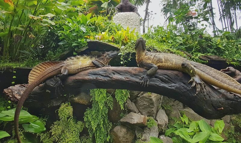Bali Reptile Park Ticket - Is the ticket good value?