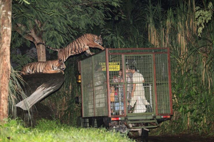Bali: Return Private Transfer for Night Safari - Experience Highlights