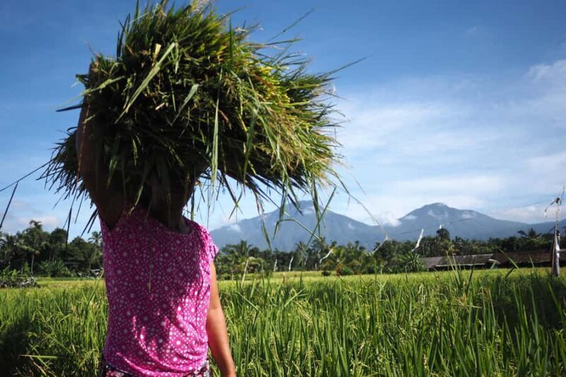 Bali: Rice Field Trip and Balinese Women Culture - Good To Know