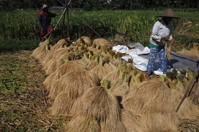 Bali: Rice Field Trip and Balinese Women Culture - Transportation, Duration, and Practicalities