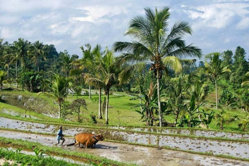 Bali: Rice Terrace Trekking & Jungle River Tubing Adventure - A Deep Dive into the Experience