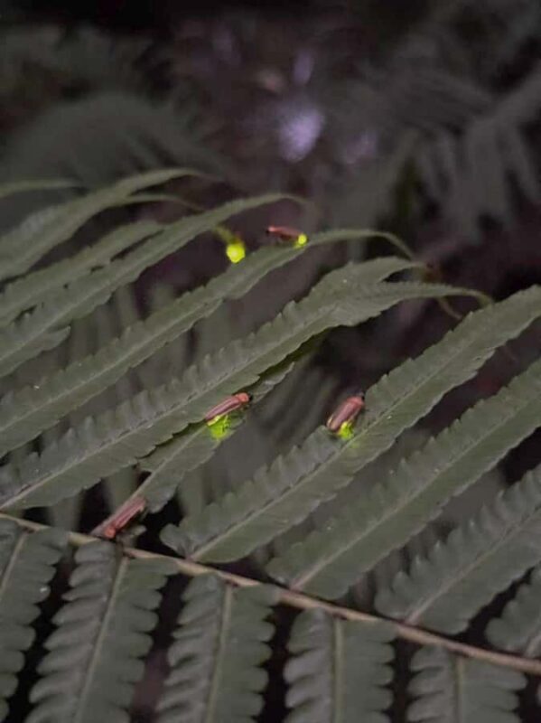 Bali: Rice Terraces, Coffee Tasting & Dinner by Fireflies - Practical Considerations