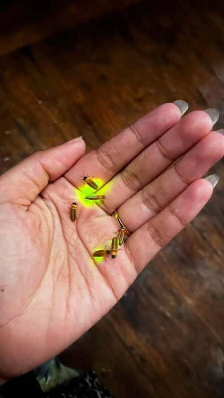 Bali: Rice Terraces, Coffee Tasting & Dinner by Fireflies - Good To Know