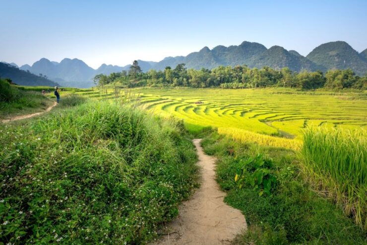 Bali: Rice Terraces Guided Hiking Experience - Good To Know
