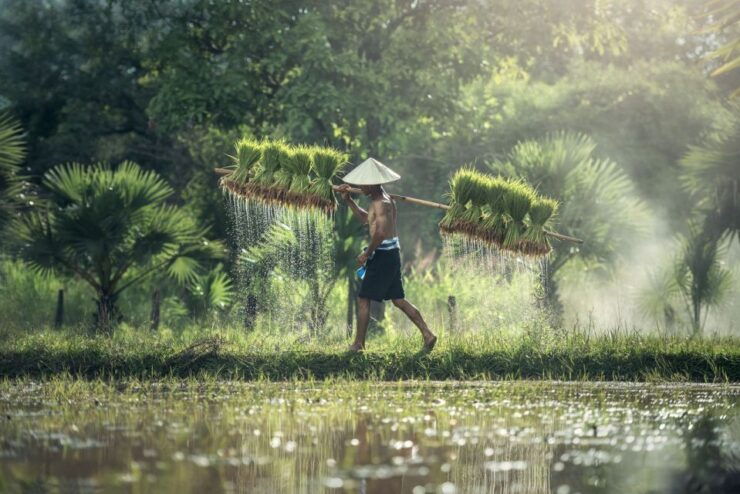 Bali: Rice Terraces Guided Hiking Experience - Booking Details
