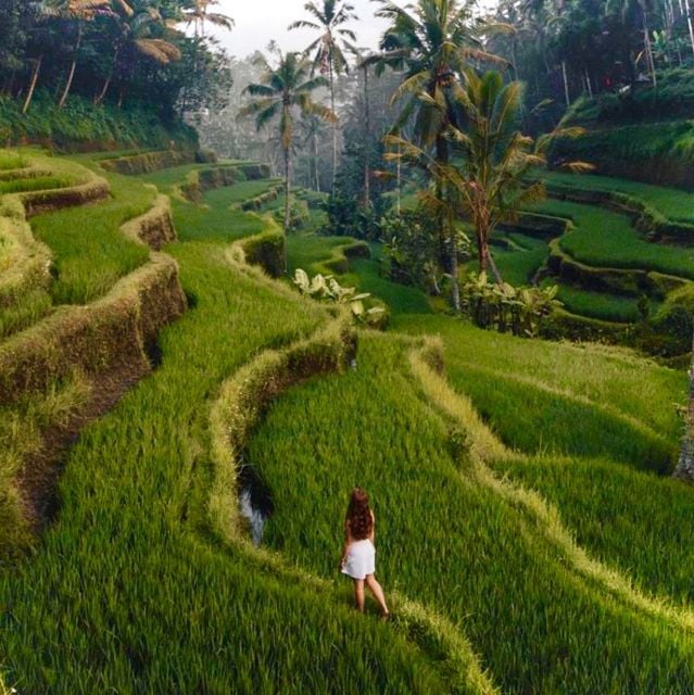 Bali: Rice Terraces, Water Temple, Waterfall (Private Tour) - Detailed Tour Description