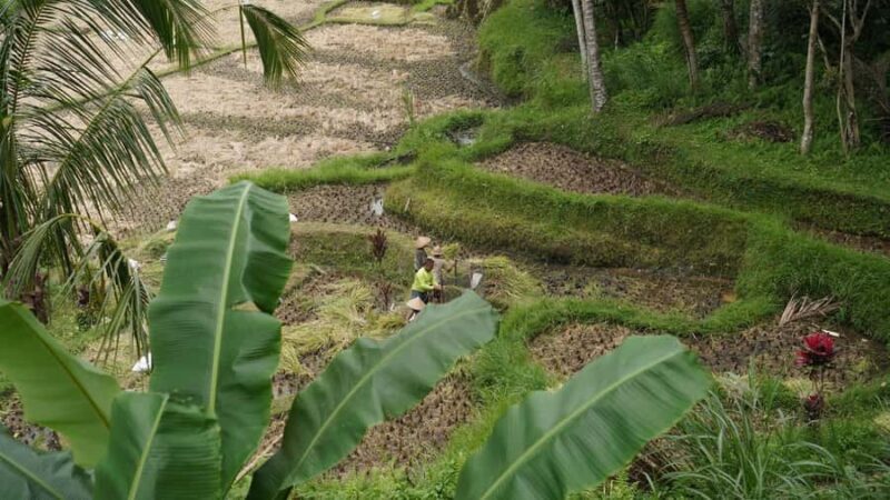 Bali: Sacred Water Temple Ritual and Balinese Healing Spa - Good To Know