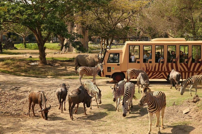 Bali Safari Park Ticket - Daytime shows, aquarium, and animal areas