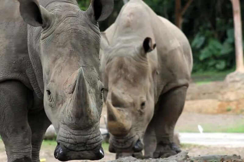 Bali: Safari Zoo and Ubud Palace and Market Day Tour - Who Should Consider This Tour?