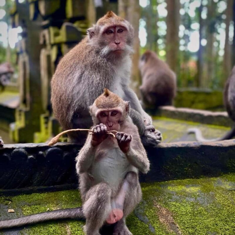 Bali: Sangeh Monkey Forest, Chocolate Factory & Temple Tour - Who Should Consider This Tour?