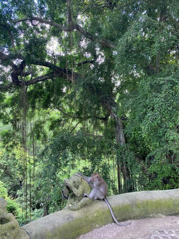 Bali: Sangeh Monkey Forest, Waterfall, & Temple Tour - Good To Know