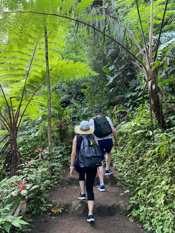 Bali: Sangeh Monkey Forest, Waterfall, & Temple Tour - The Sum Up  