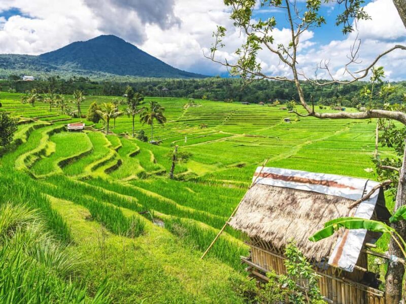 Bali: Sangeh, Taman Mumbul & Jatiluwih Private Day Tour - An In-Depth Look at the Itinerary