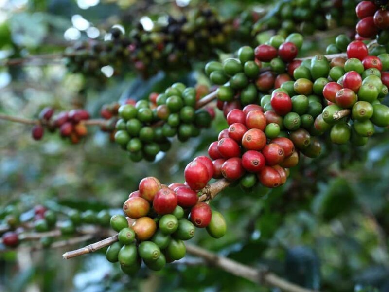 Bali: Sangeh, Taman Mumbul & Jatiluwih Private Day Tour - Frequently Asked Questions