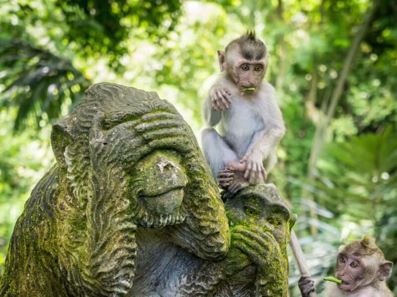 Bali: Sangeh, Taman Mumbul & Jatiluwih Private Day Tour - Final Thoughts