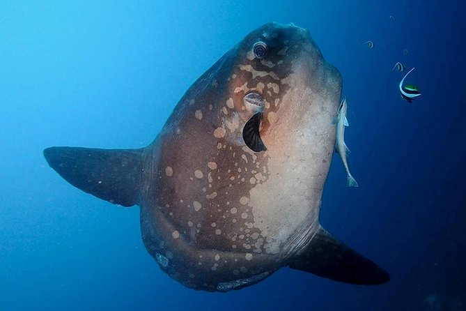 Bali Scuba Diving at Nusa Penida Manta Point For Certified Diver - Dive Site Overview