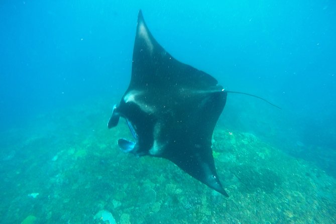 Bali Scuba Diving at Nusa Penida Manta Point For Certified Diver - Activity Details