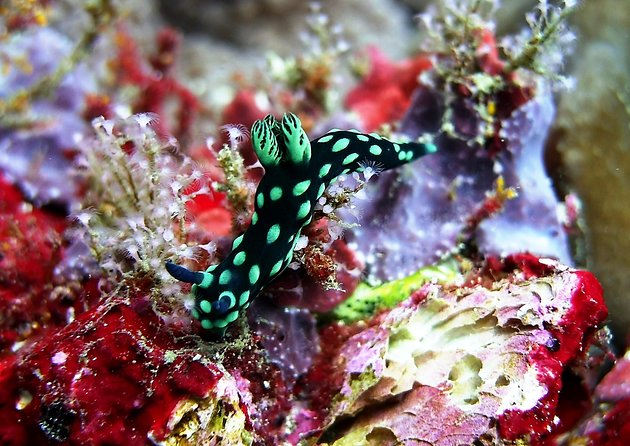 Bali Scuba Diving at Padang Bai for Certified Diver - Pricing and Booking Information