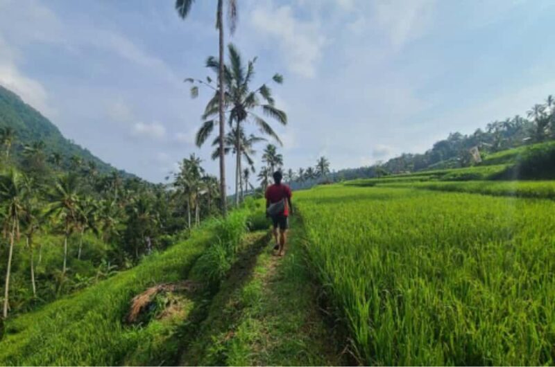 Bali: sekumpul Waterfalls, Rice Terraces, and fuji waterfall - Introduction: A Taste of Bali’s Natural Beauty