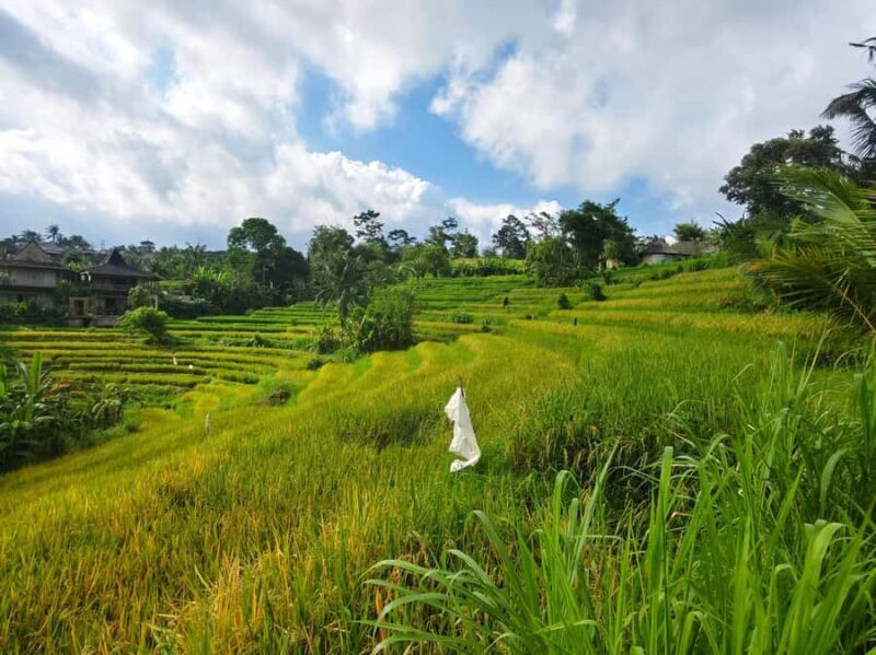 Bali: Sidemen Rice Field Trek and Local Lunch - Starting Point and Meeting Details