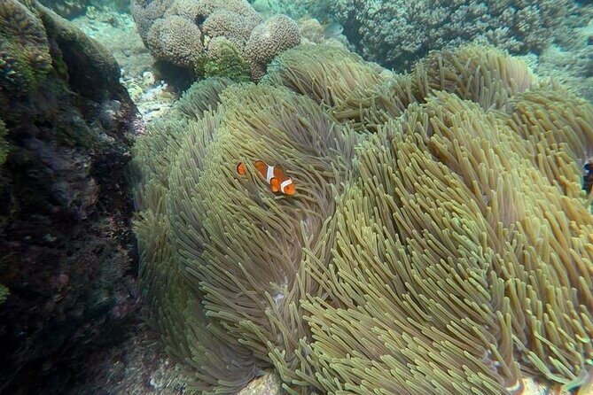 Bali Snorkeling 2 Spot at Blue Lagoon with Lunch & Transport - What Makes This Tour Stand Out?
