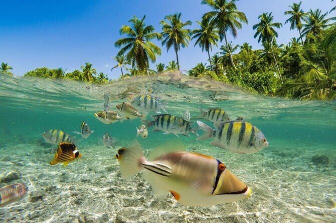 Bali Snorkeling 2 Spot at Blue Lagoon with Lunch & Transport - Who is This Tour Best For?