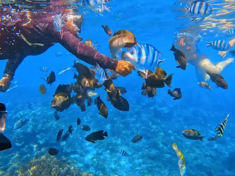 Bali: Snorkeling at Blue Lagoon and Tanjung Jepun with Lunch - Good To Know