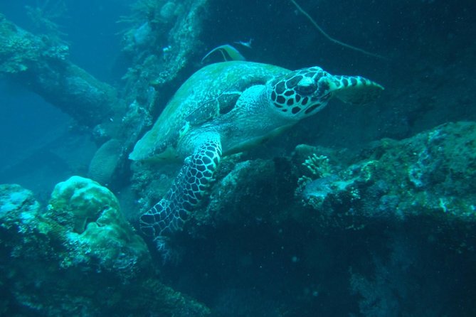 Bali Snorkeling At Blue Lagoon Padang Bai - Snorkeling Gear Provided