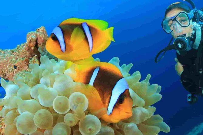 Bali Snorkeling At Blue Lagoon Padang Bai - Expert Guide Assistance