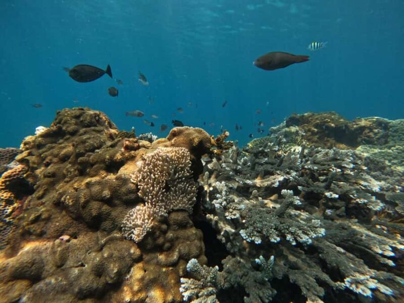 Bali: Snorkeling Blue Lagoon 2 Spot & Lunch optional Village - FAQs