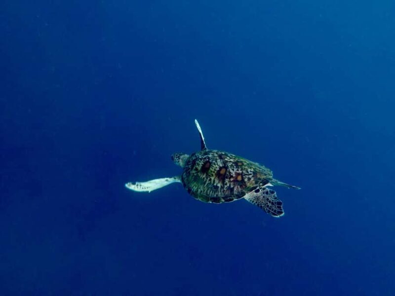 Bali: Snorkeling Blue Lagoon 2 Spot & Lunch optional Village - Evaluating the Value