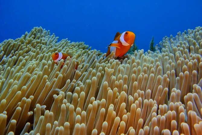 Bali Snorkeling Trip at USS Liberty Shipwreck With Hotel Transfers - Snorkeling Experience