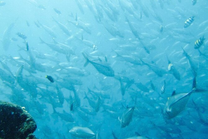Bali Snorkeling Trip at USS Liberty Shipwreck With Hotel Transfers - Hotel Transfers