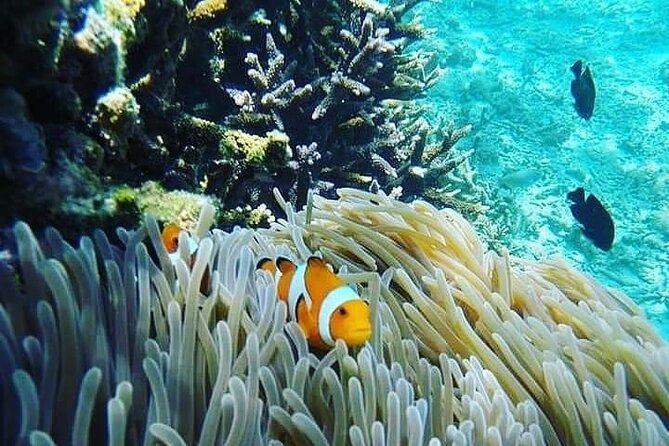 Bali Snorkeling Trip at USS Liberty Shipwreck With Hotel Transfers - Inclusions