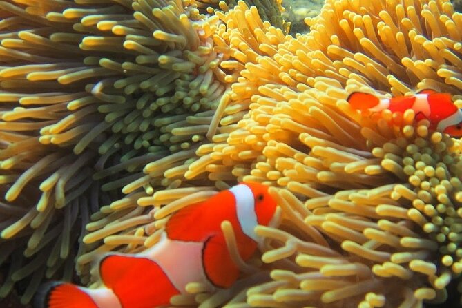 Bali Snorkeling Trip at USS Liberty Shipwreck With Hotel Transfers - Price and Booking