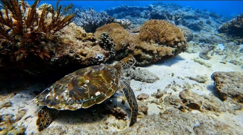 Bali: Snorkeling Trip to Blue Lagoon with Private Pickup Car - Good To Know