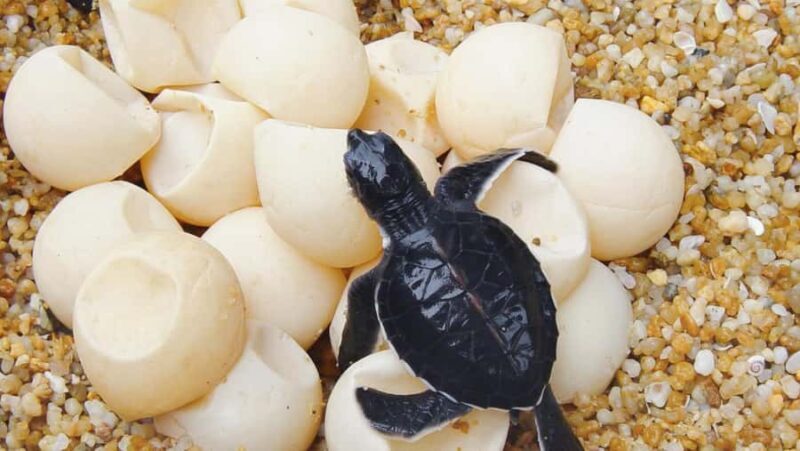 Bali: South Bali Tour with Turtle Conservation & GWK Park - What Makes This Tour Stand Out