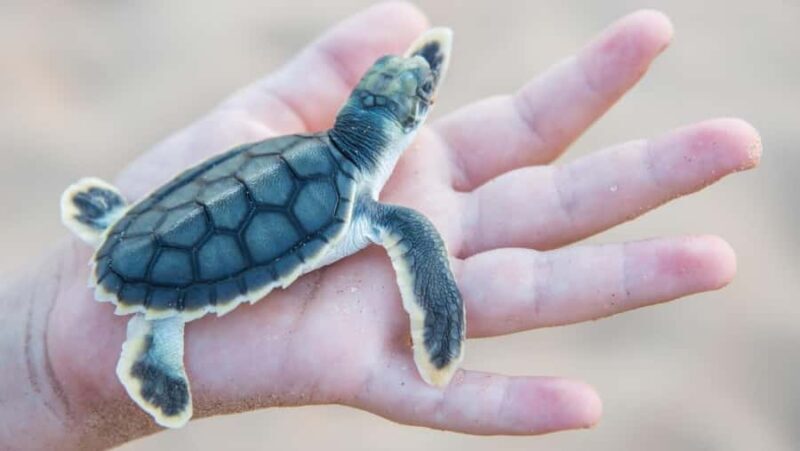 Bali: South Bali Tour with Turtle Conservation & GWK Park - Frequently Asked Questions