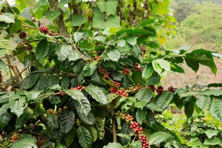 Bali Sunrise: Batur Majestic Trek, Hot Springs & Coffee - Booking Details