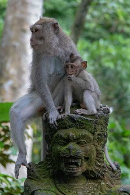 Bali: Sunrise Kintamani Jeep Tour with Monkey Forest - Practical Aspects of the Tour