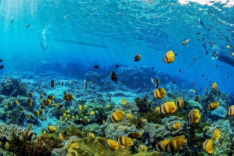 Bali: Swim with Manta Rays in Penida, Optional Lunch & Kayak - Seamless Arrival and Transfer from Bali