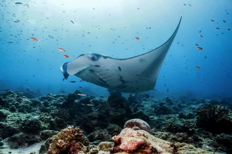 Bali: Swim with Manta Rays in Penida, Optional Lunch & Kayak - Scenic Stops and Marine Life
