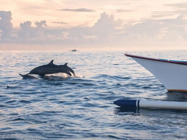 Bali: Swimming With Dolphin & Waterfal Tour, All Inclusive. - What to Expect