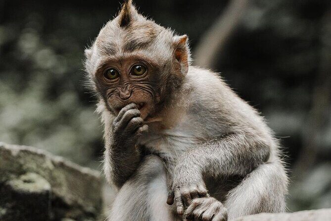 Bali Swing, Monkey Forest and Waterfalls Tour - The Sum Up