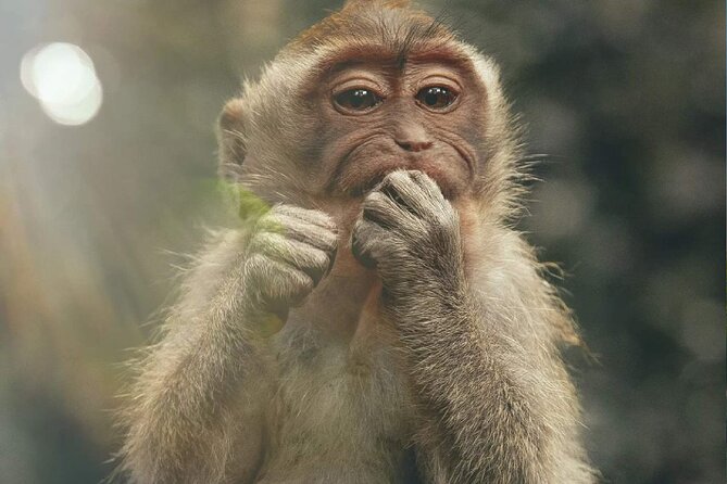 Bali Swing Monkey Forest Waterfall Tour and Lunch - Additional Information