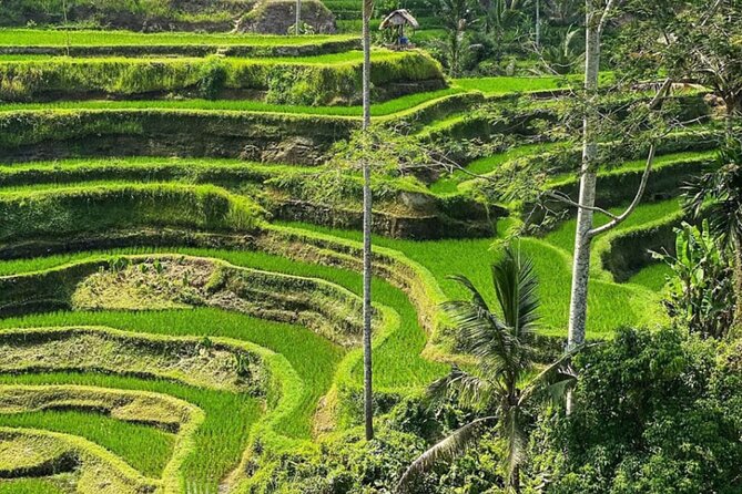 Bali Swing Monkey Forest Waterfall Tour and Lunch - General Information