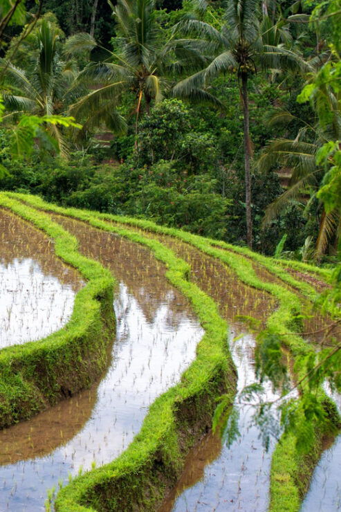 Bali: Tanah Lot, Jatiluwih Terrace, & Ulundanu Beratan Tour - Itinerary Highlights